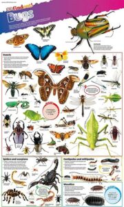 Bugs Poster